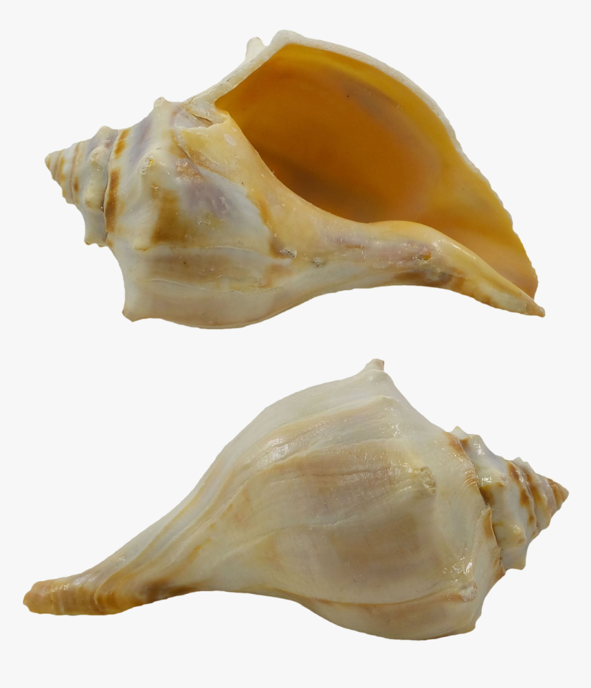 Orange Whelk • Lacquered - Conch, HD Png Download