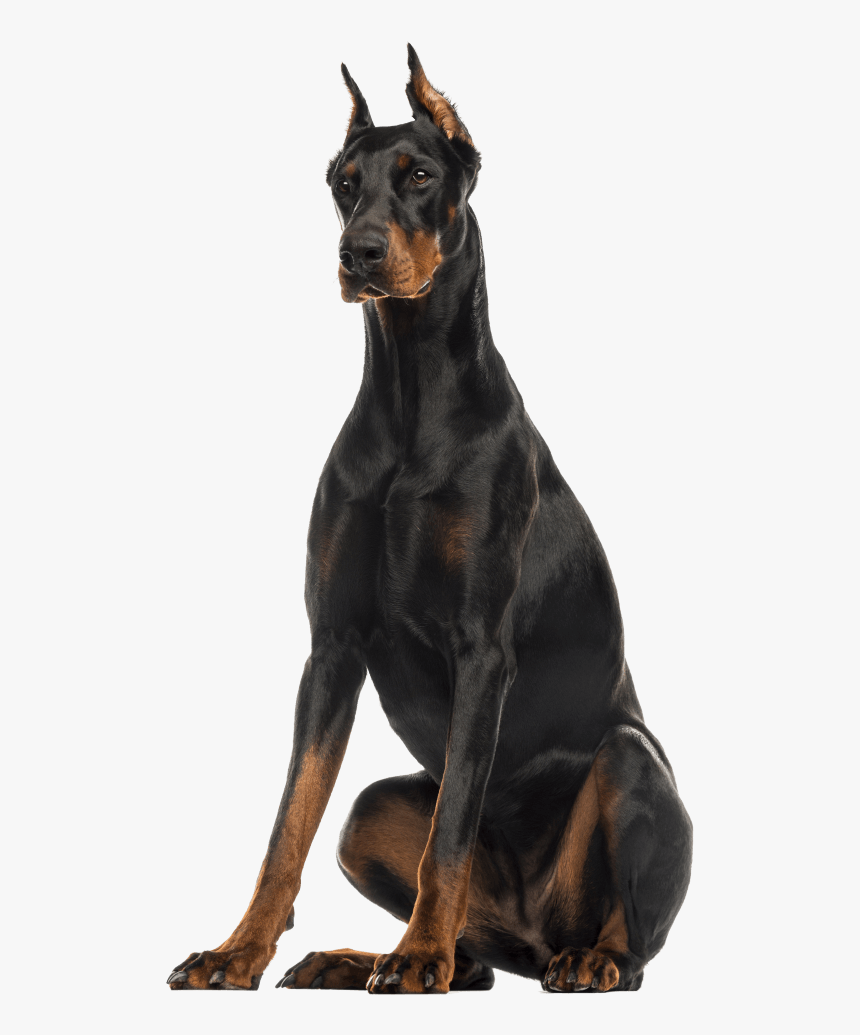 Doberman Pinscher Sitting, HD Png Download