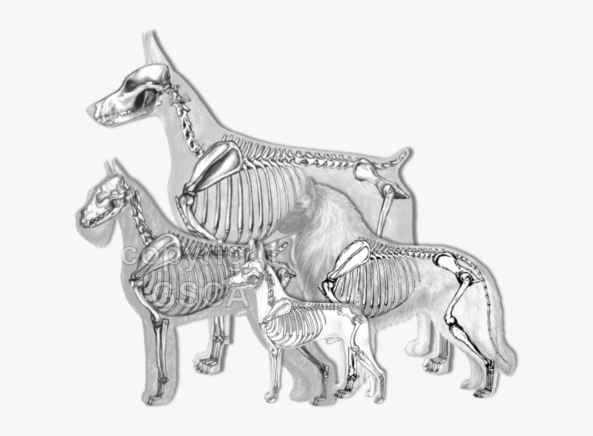 Illustrated Standard Drawings - Schnauzer Skeleton, HD Png Download