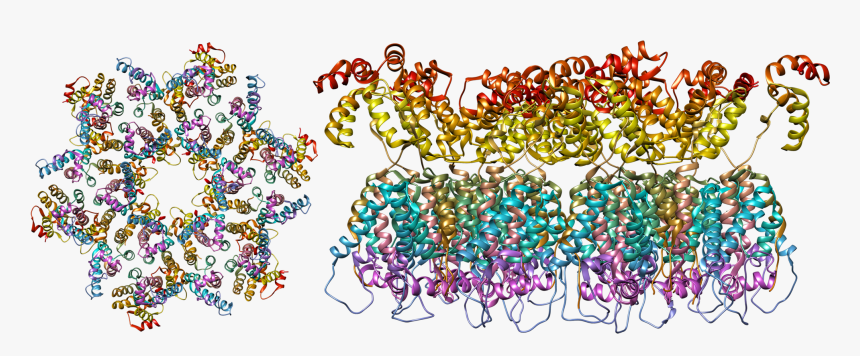 The Structure Of The Immature Hiv-1 Capsid In Intact - Hiv Virus Molecular Structure, HD Png Download