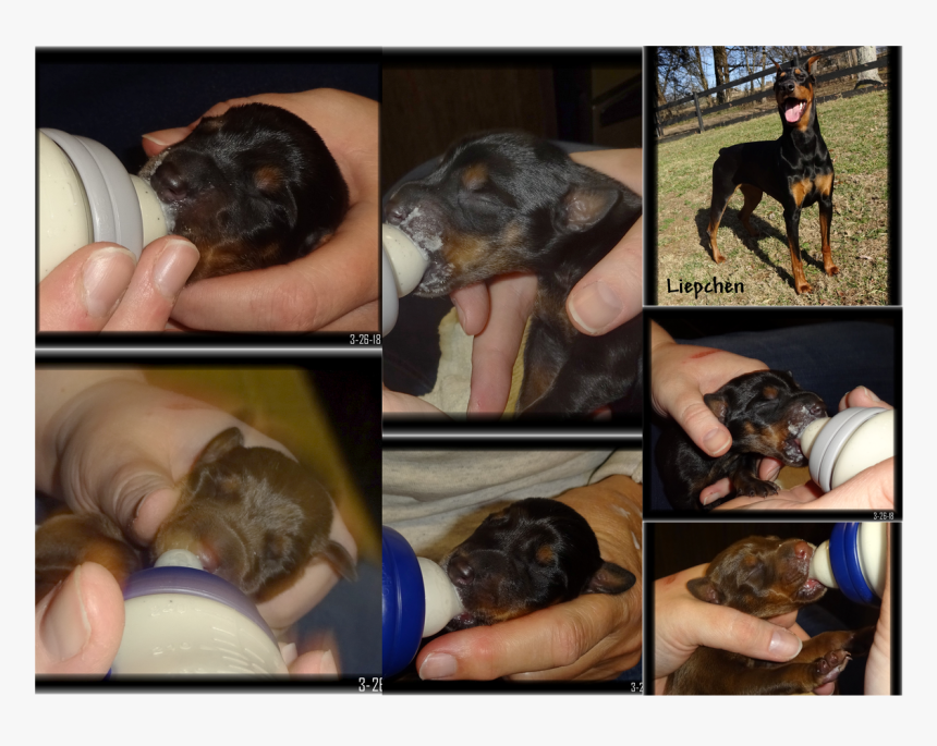 Sires & Dams For Spring/summer - Guard Dog, HD Png Download