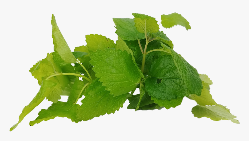 Vitis, HD Png Download