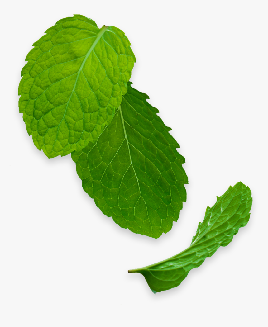 Houseplant, HD Png Download