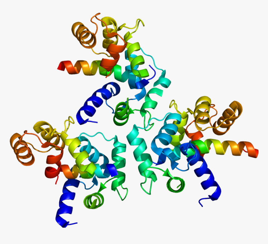 Protein Cacna1d Pdb 2be6 - Cav1 2, HD Png Download