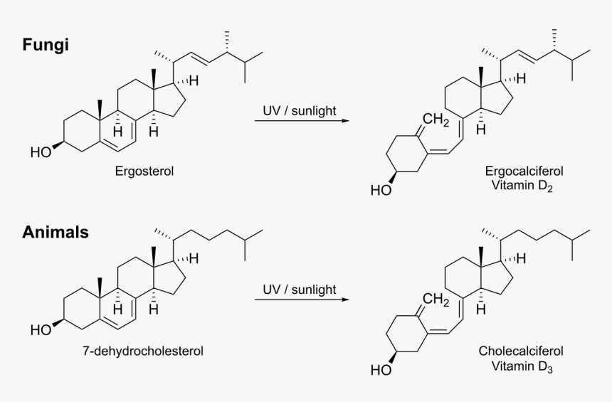 Vitamin D Ergosterol Structure, HD Png Download