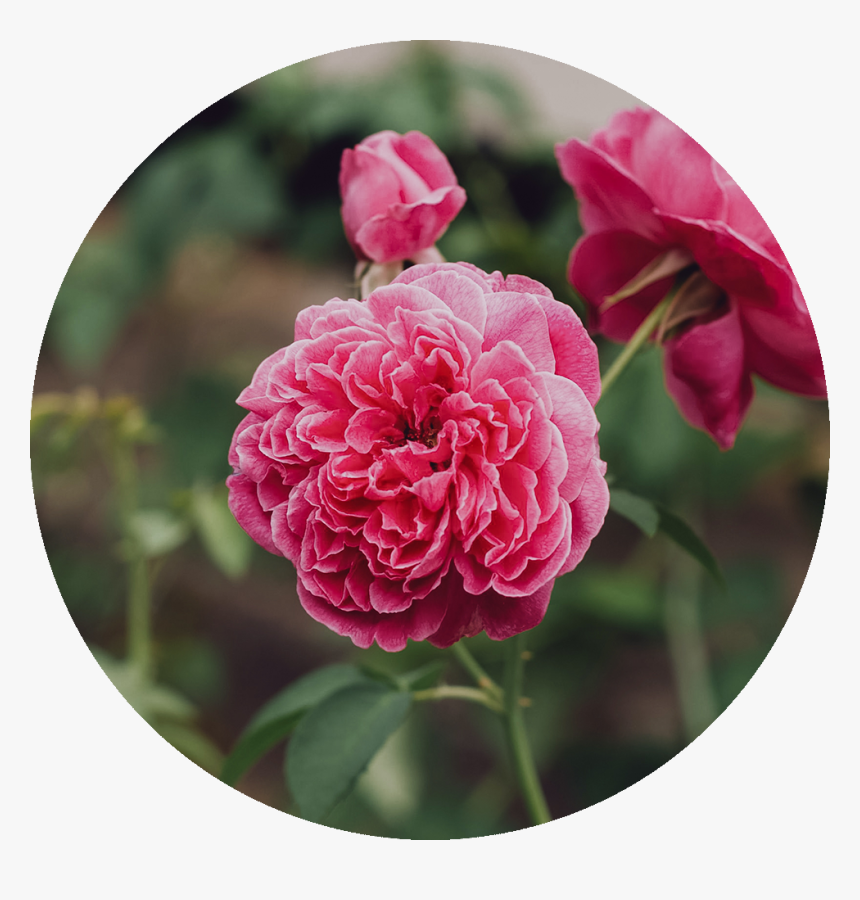 Damascene Rose, HD Png Download