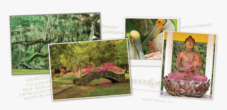 Home Collage 08 - Botanical Garden, HD Png Download