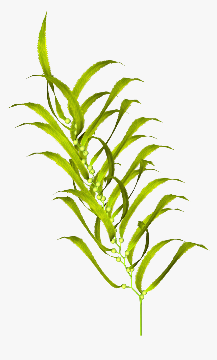 Moss Vector Algae - Водоросли Прозрачный Фон, HD Png Download