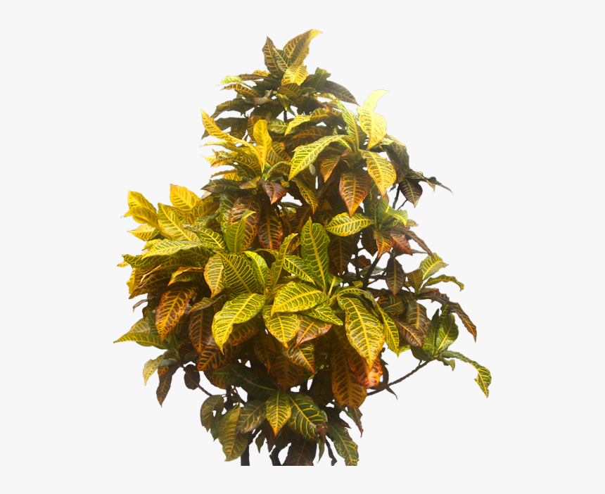 #indoorplant #tropicalplant #plant #tropical #jungle - Tree Garden Transparent Background, HD Png Download
