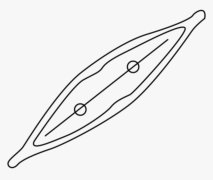 Algae Clipart Diatom - Diatom Clipart, HD Png Download