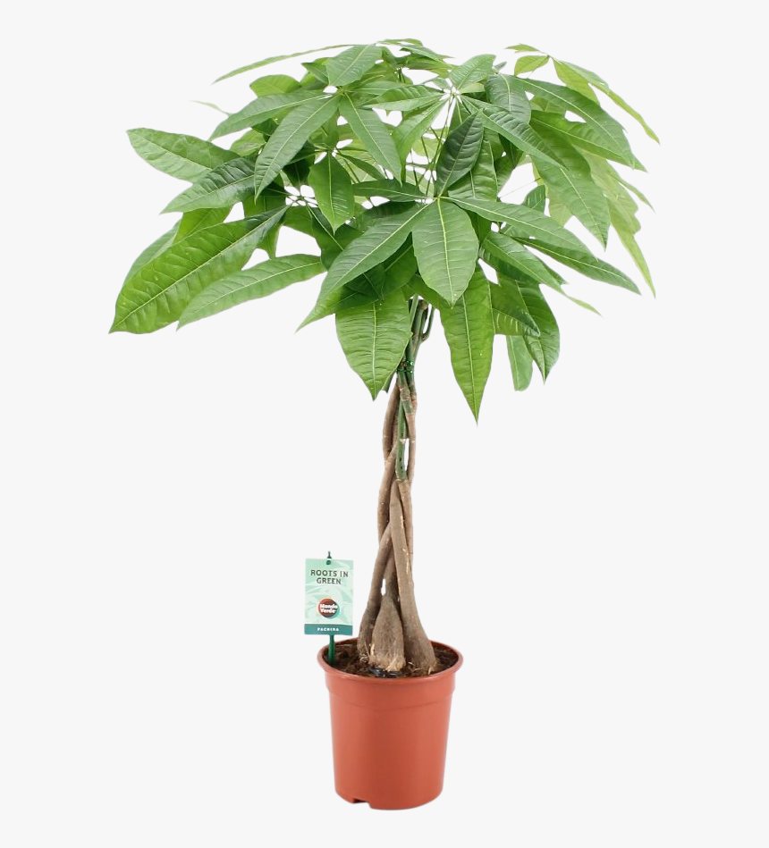 Dracena Ikea, HD Png Download
