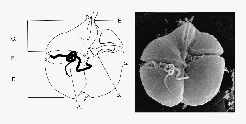 Karenia Brevis Anatomy - Red Tide Organism, HD Png Download