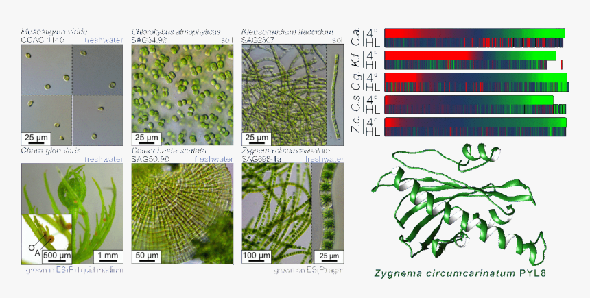 Grass, HD Png Download