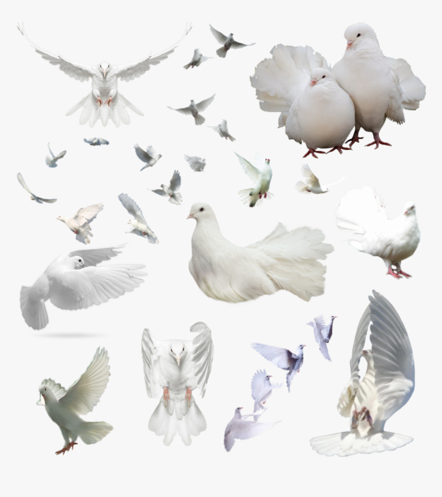 Dove Group Png , Png Download - Dove Group Png, Transparent Png