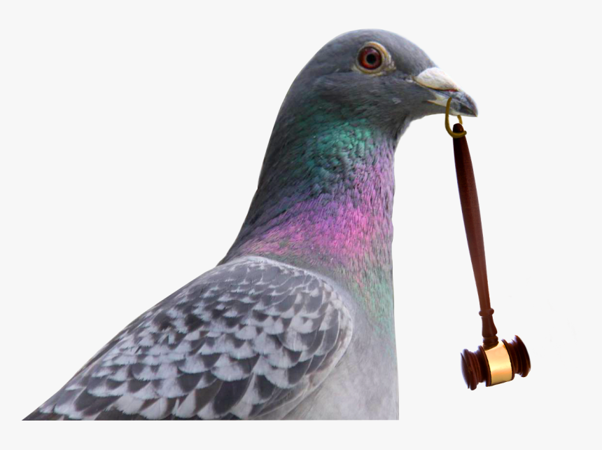 Subasta De Palomas - Rock Dove, HD Png Download