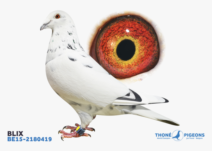 Rock Dove, HD Png Download