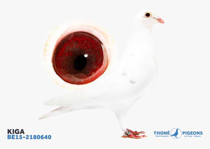 Chicken, HD Png Download