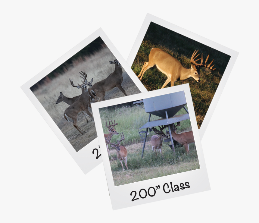 Rayonier-polaroids - Elk, HD Png Download