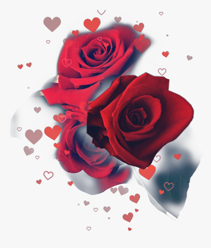 Floribunda, HD Png Download