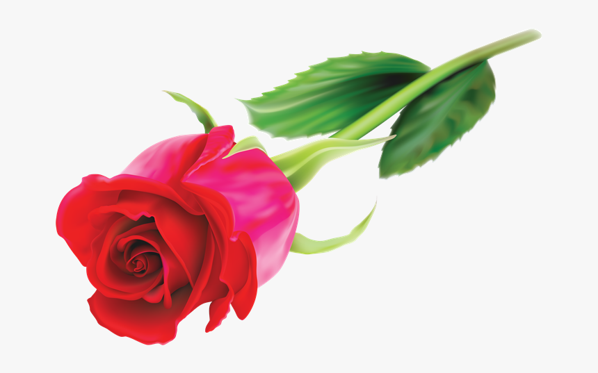 Cosas Para Photoscape - Клипарт Розы, HD Png Download