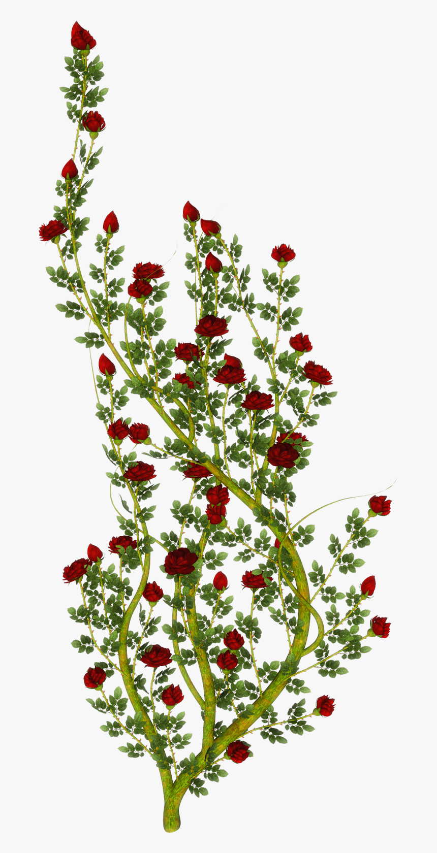 Rose, HD Png Download