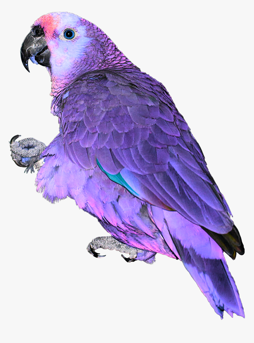 Blue Pink Neon Parrot Exotic Bird Feathers Africa Asia - Parrot, HD Png Download
