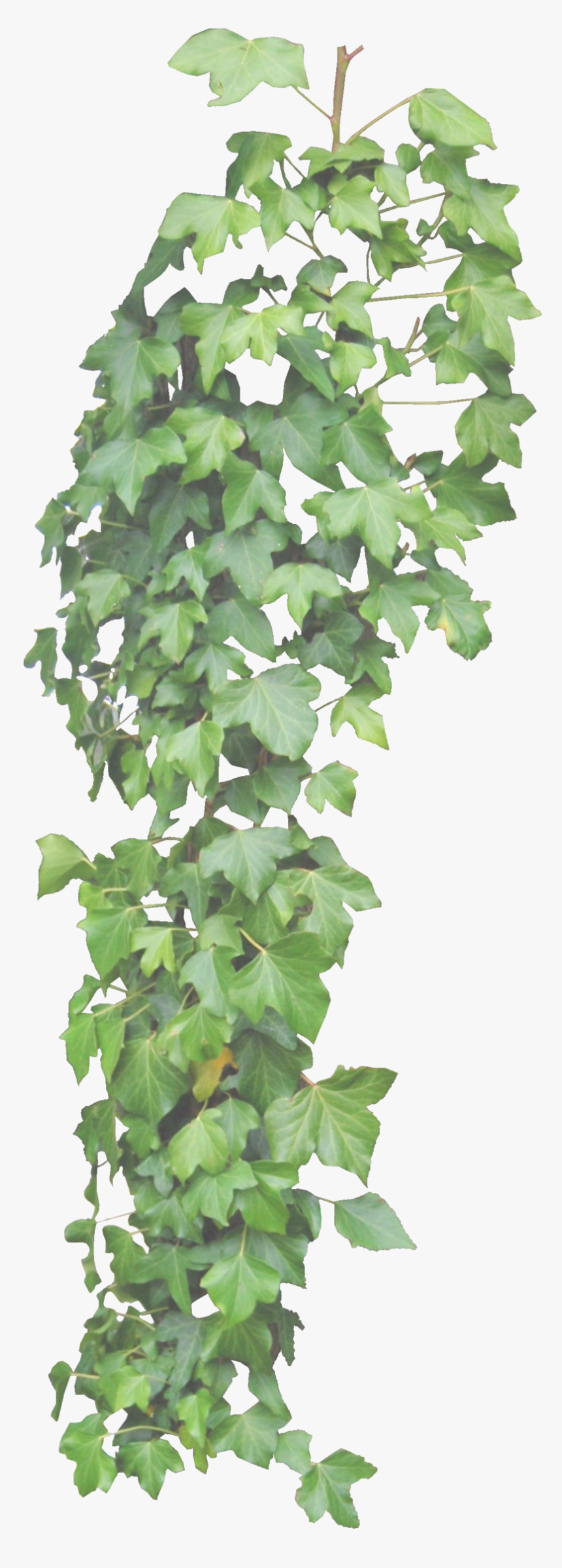 Ivy Vine Png Clipart - Hanging Ivy Transparent Background, Png Download