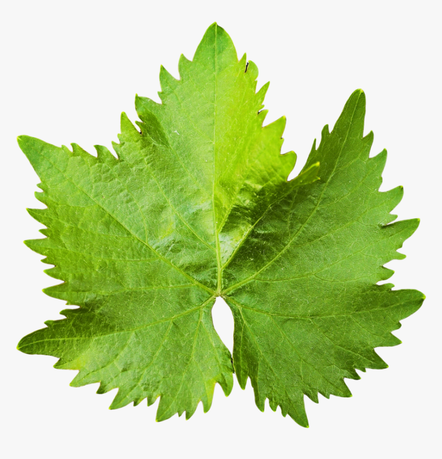 Grape Vine Leaf Png Image, Transparent Png