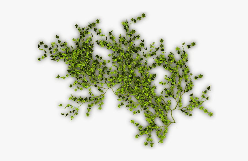 Planta Png Trepadora, Transparent Png