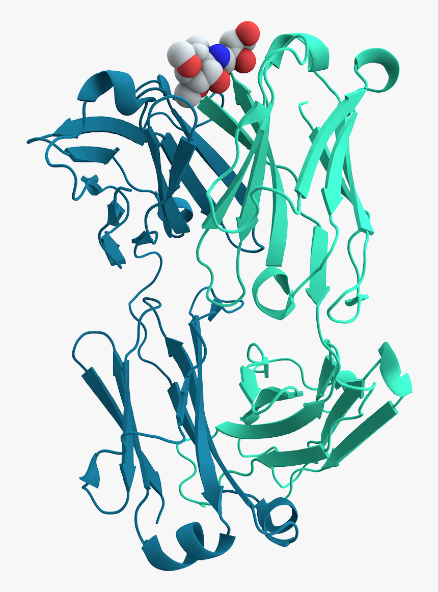 Mouse Cholera Antibody - Transparent Protein Cell, HD Png Download