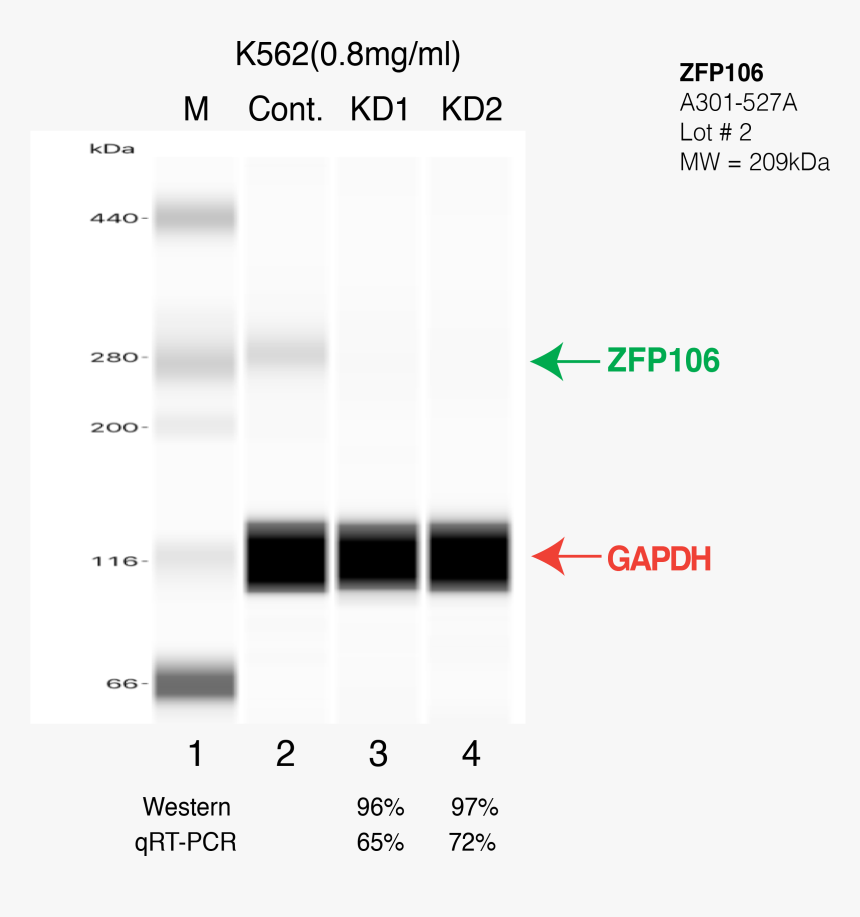 Carmine, HD Png Download