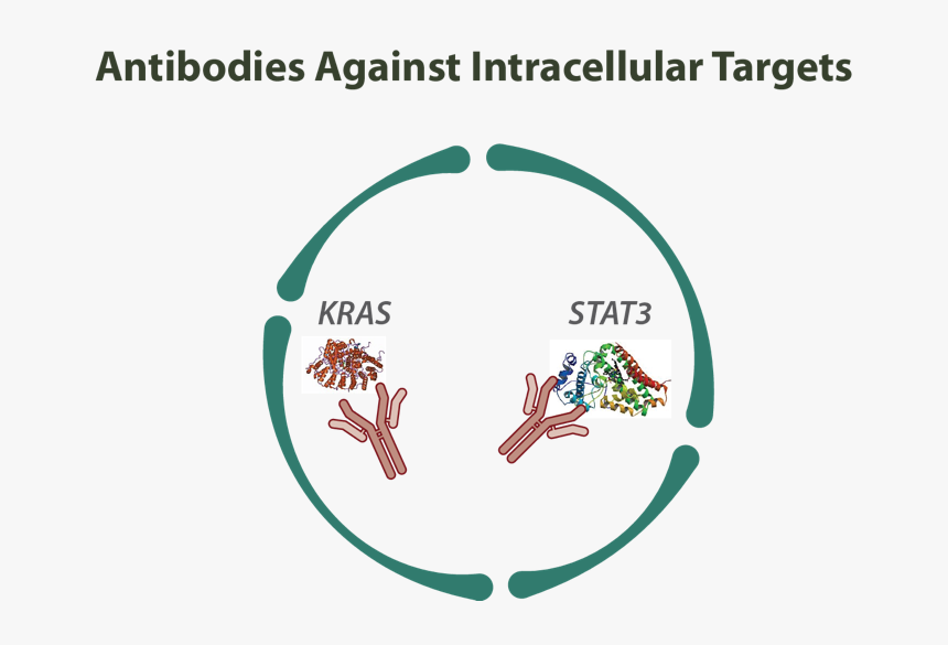 Antibodies Against Intracellular Targets - Intracellular Antibodies, HD Png Download