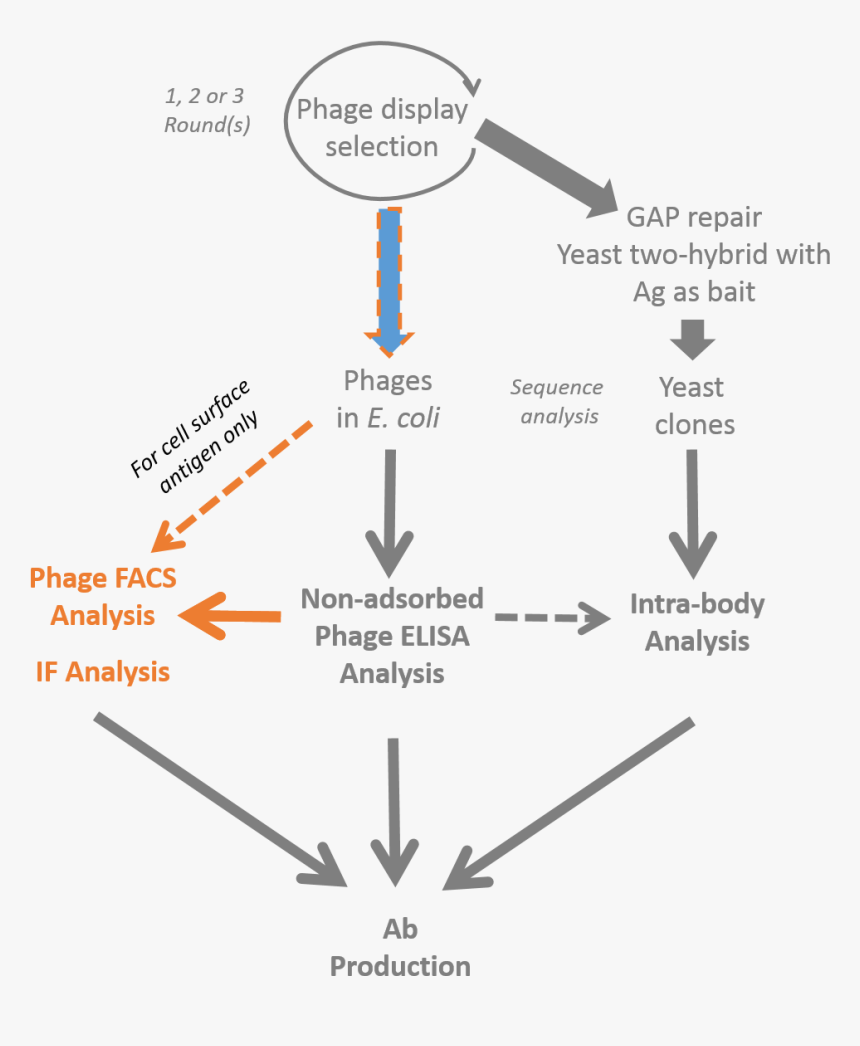 Diagram, HD Png Download