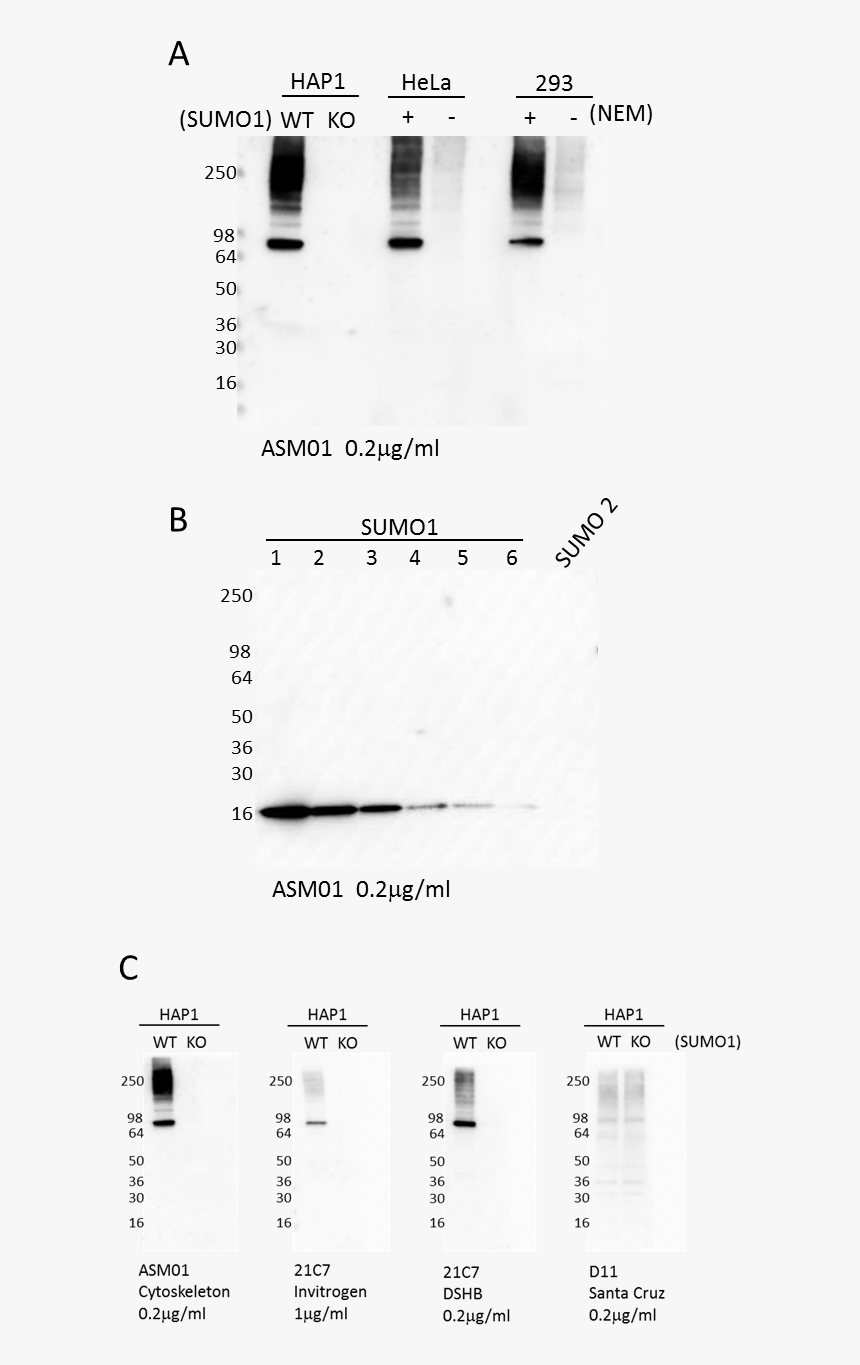 Western Blot Using Sumo1 Antibody - Monochrome, HD Png Download