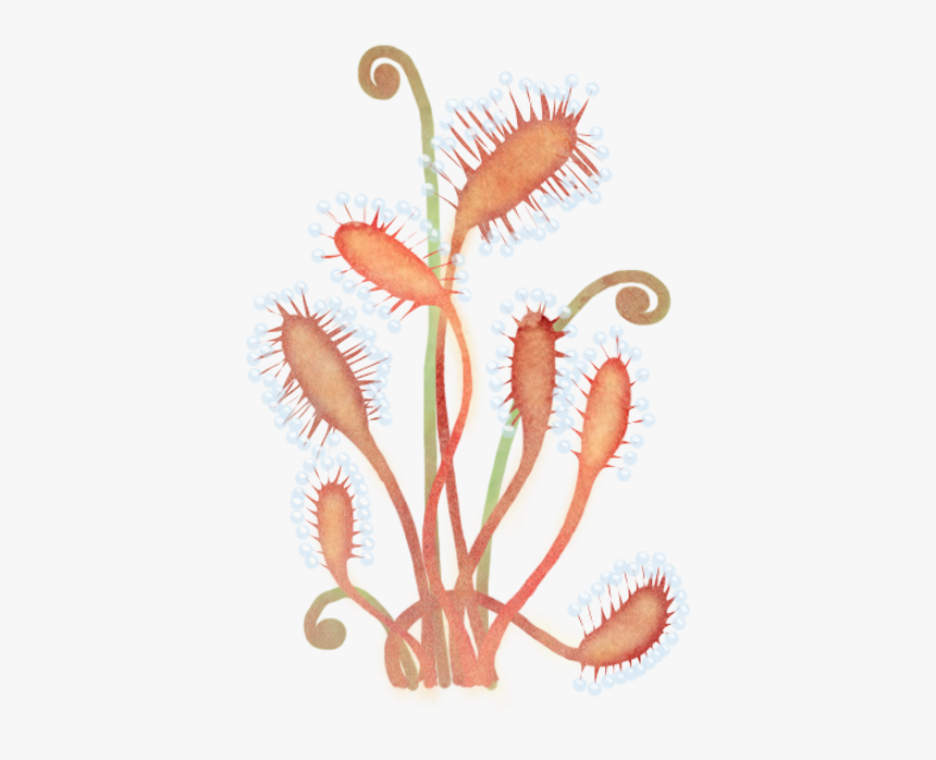 Drosera Up - Embroidery, HD Png Download