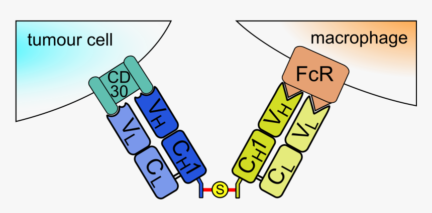 Chemically Linked Fab - Bispecific F Ab ) 2 Antibody - Fab Anticorpo, HD Png Download