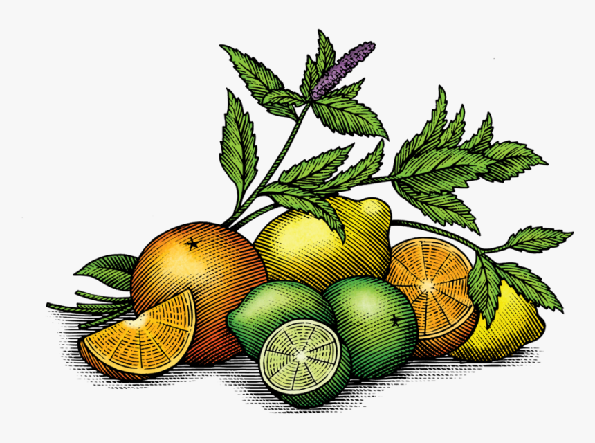 Fv Art-01 - Sweet Lemon, HD Png Download