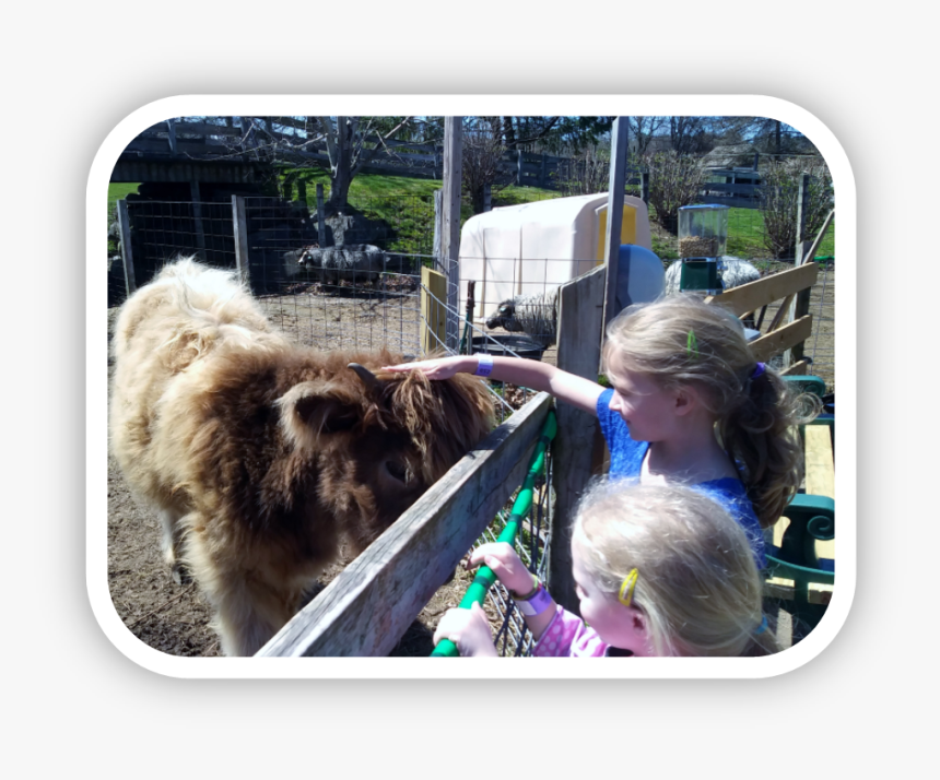 Farm - Shetland Pony, HD Png Download