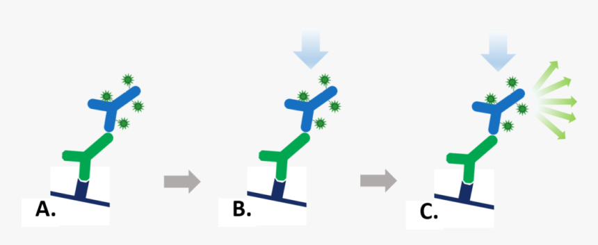 Fluorescent Secondary Antibody, HD Png Download