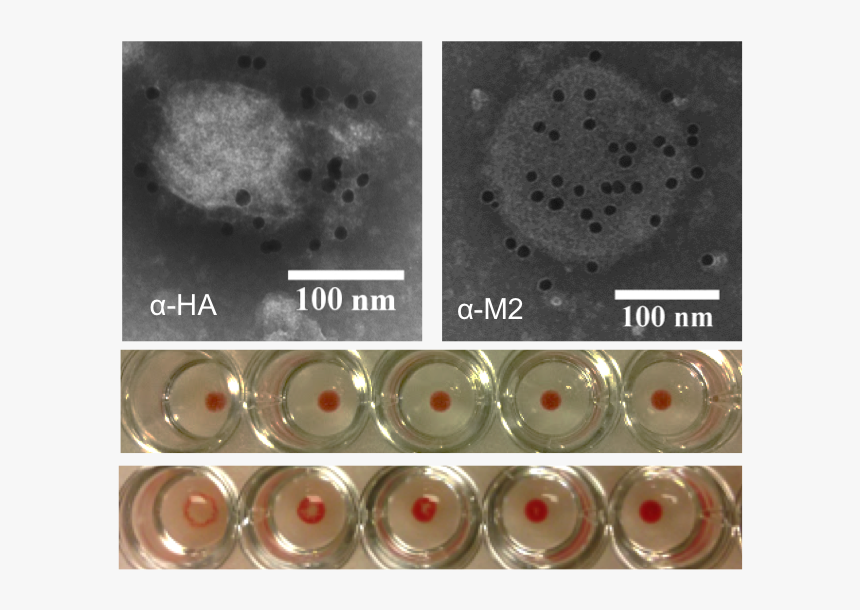 Image For Engineering Influenza Virus-like Particles - Circle, HD Png Download