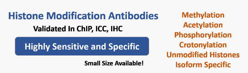 Antibody Png, Transparent Png