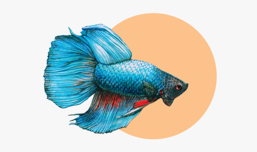 Bony-fish, HD Png Download