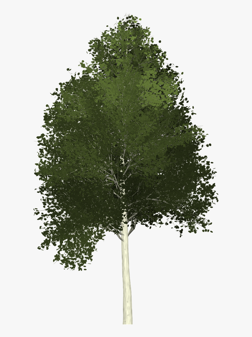 Aspen Tree Painted Tree Free Photo - Aspen Tree Clipart Transparent, HD Png Download