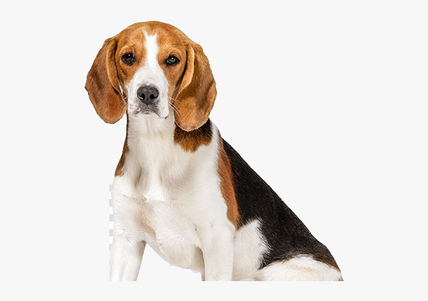 Beagle - Thundershirt Dog, HD Png Download