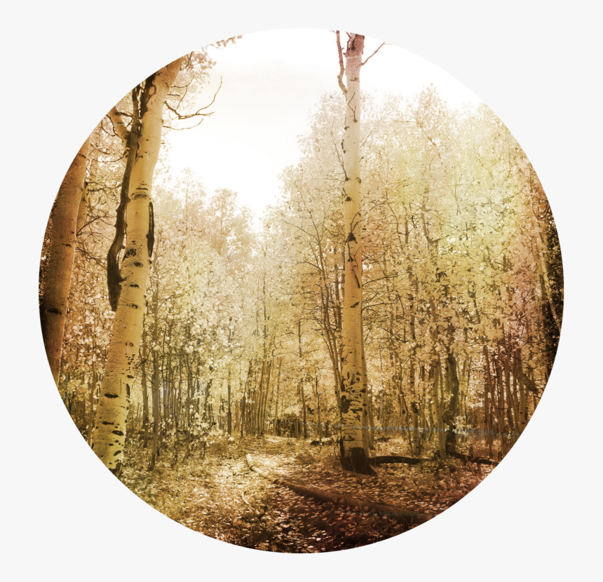 Grove, HD Png Download