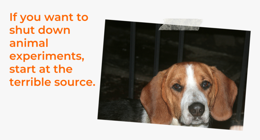 Beagle Top Image - Beagle-harrier, HD Png Download