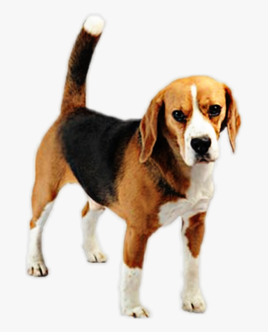 Beagle-harrier , Png Download - Beagle-harrier, Transparent Png