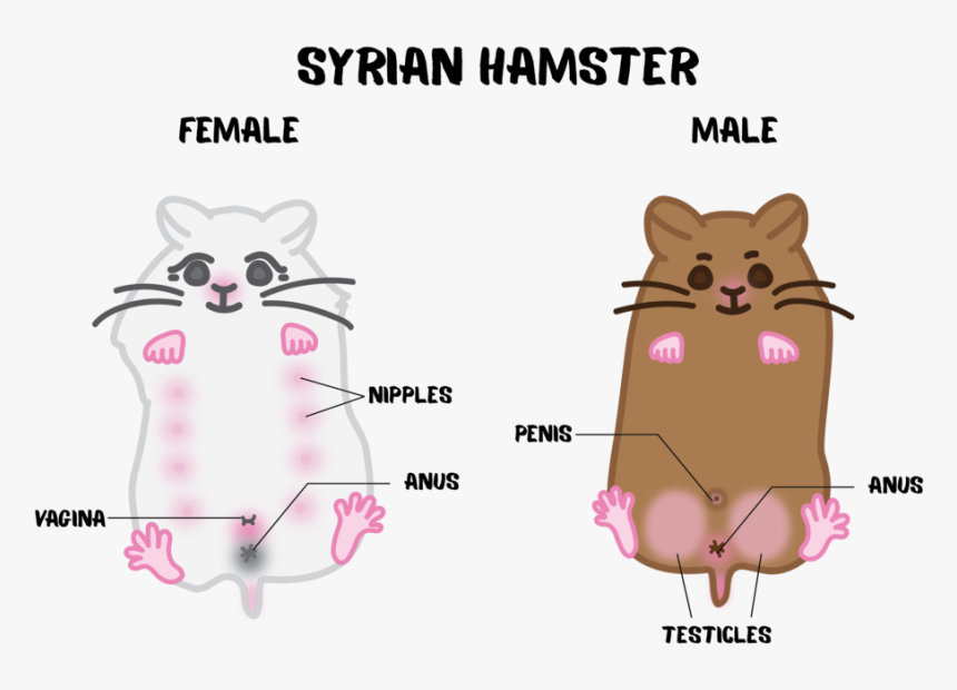 Syrian Gender, HD Png Download