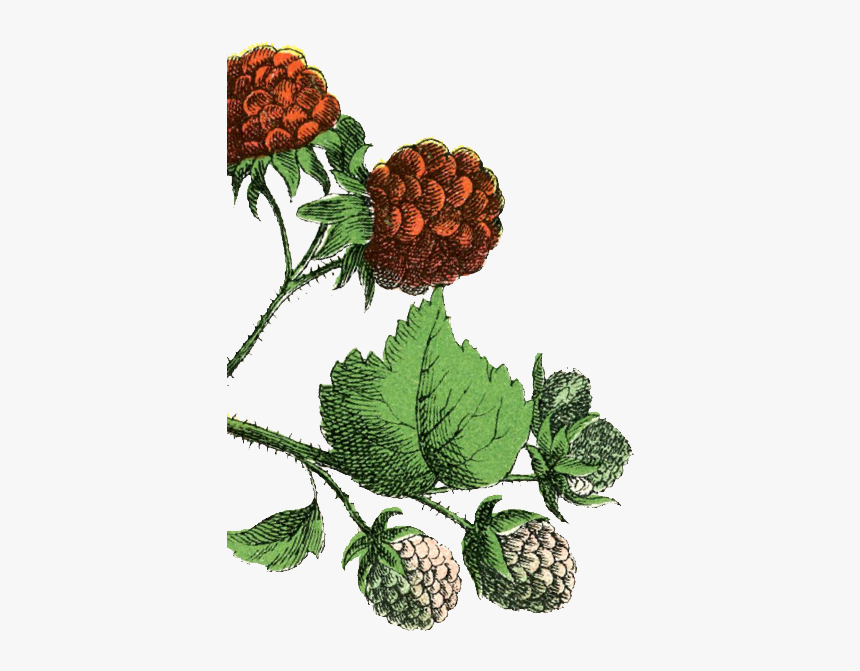 Blackberry Illustration, HD Png Download