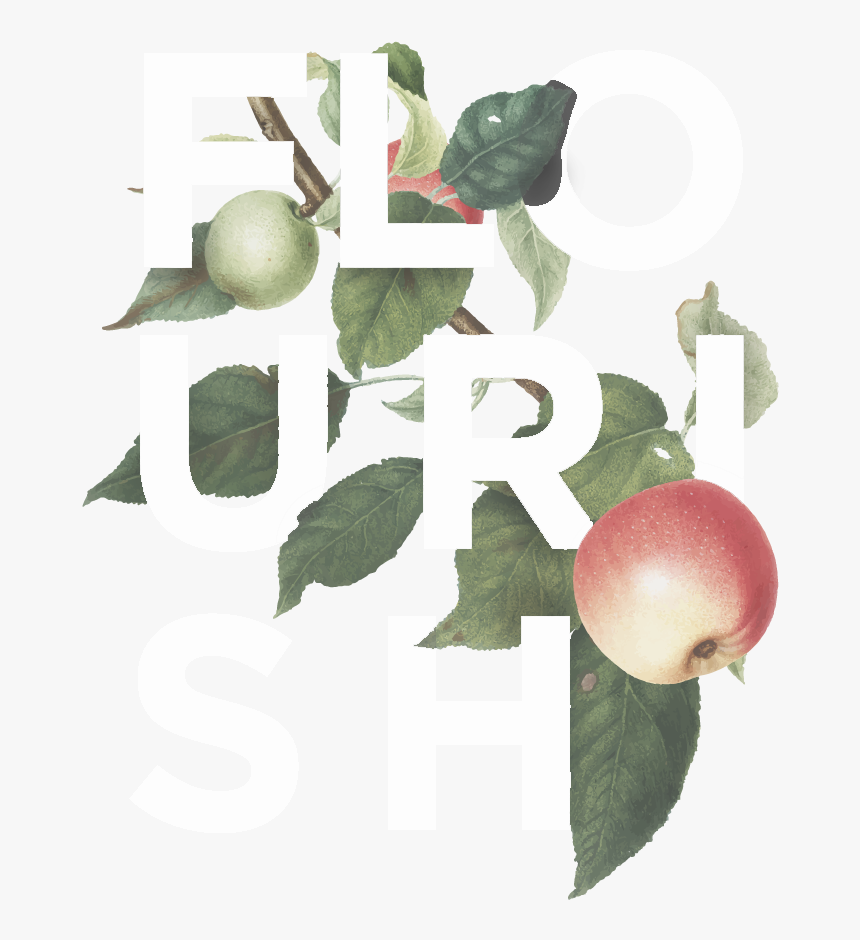 Flourish Apple Logo White Transparent0 - Hollyleaf Cherry, HD Png Download